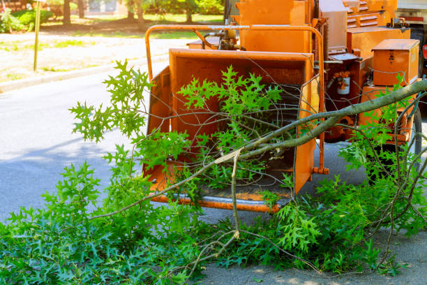 The Steps Involved in Our Tree Care Process in Wyomissing, PA